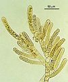 Cutleria multifida5